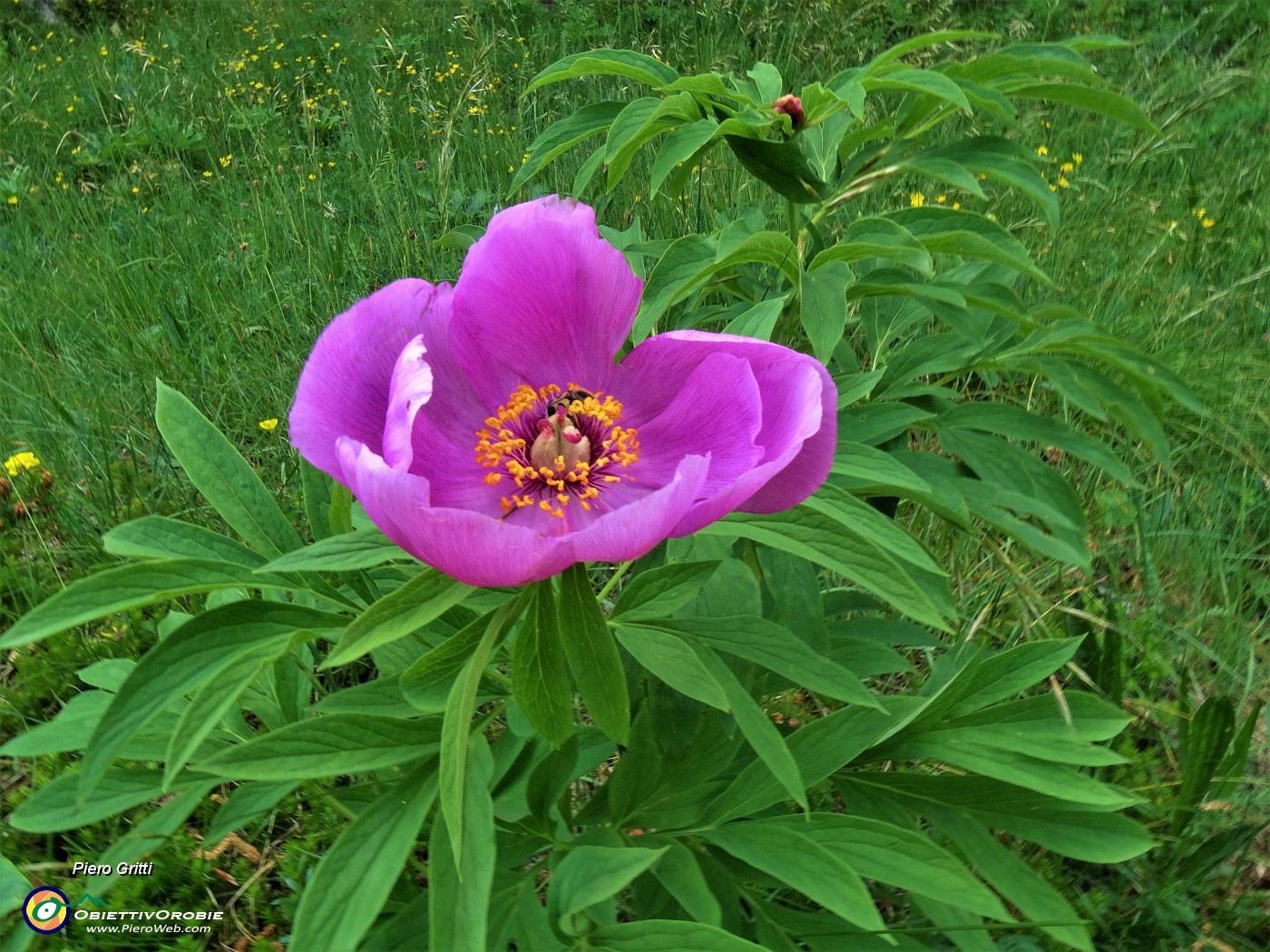 54 Paeonia officinalis (Peonia selvatica dello Zucco).JPG